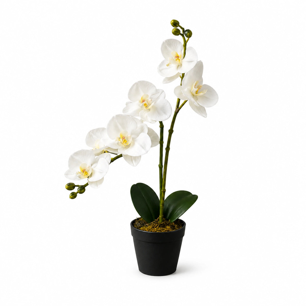 Potted White Orchid, 40 cm