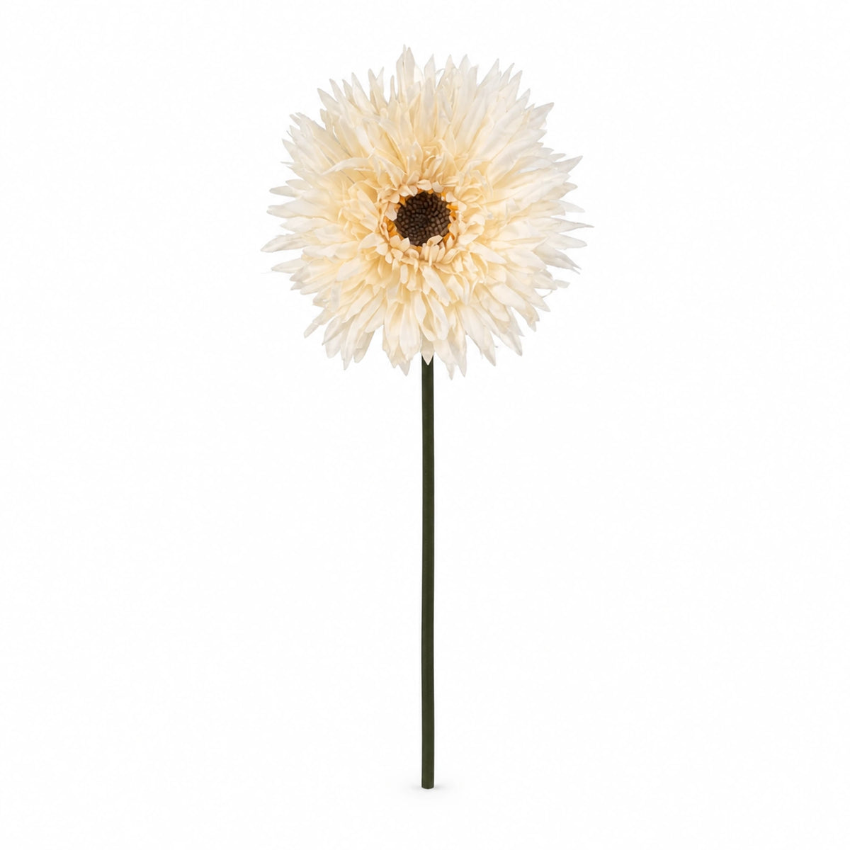Gerbera Daisy Stem