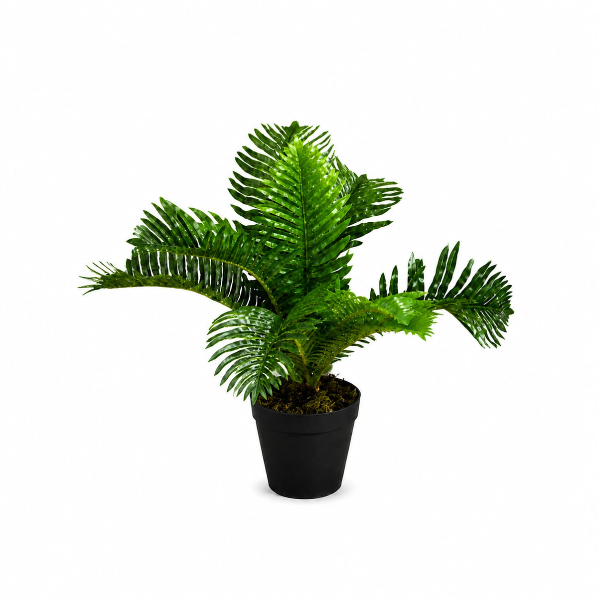 Potted Sago-Style Fern, 50 cm