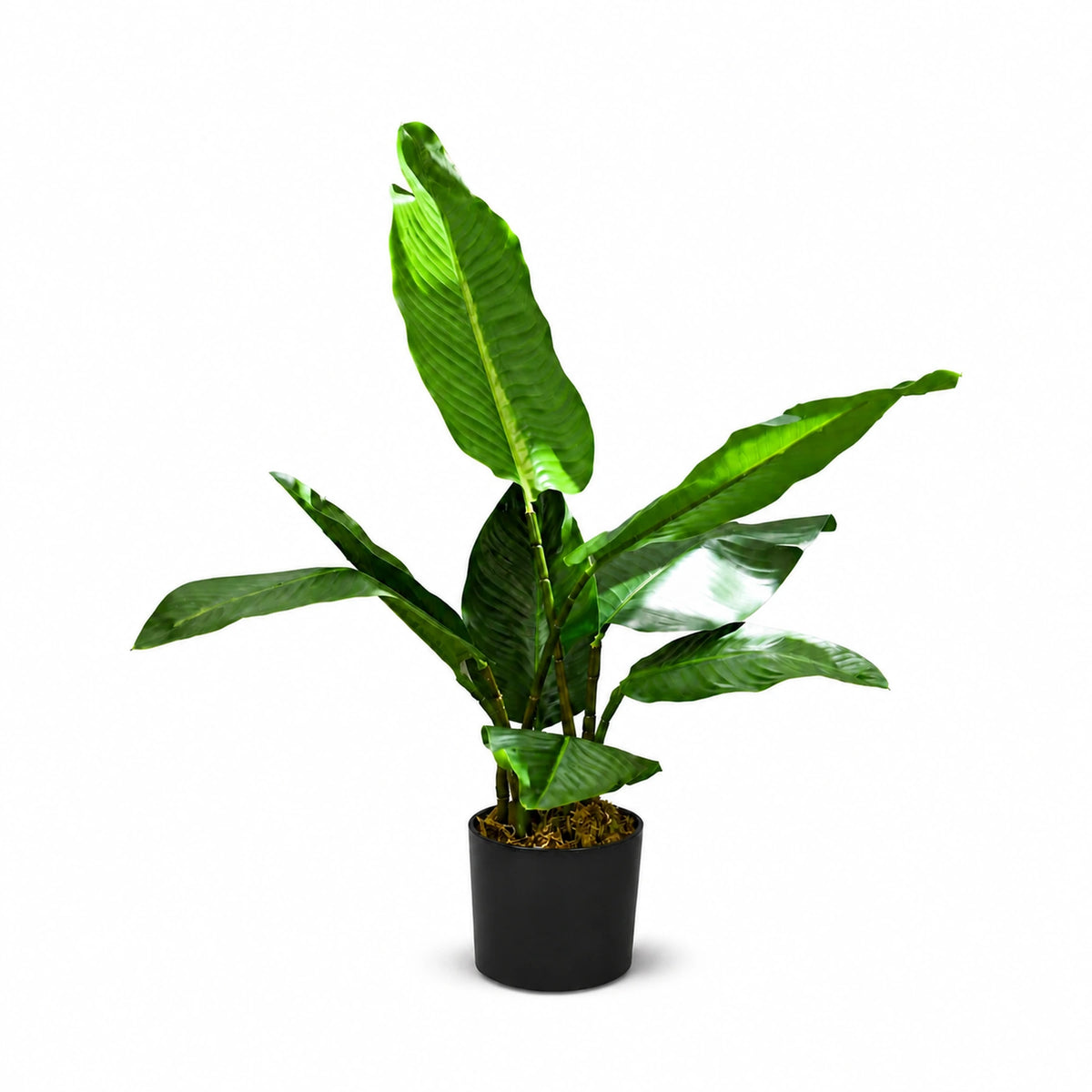 Bird of Paradise Foliage Plant, 75 cm