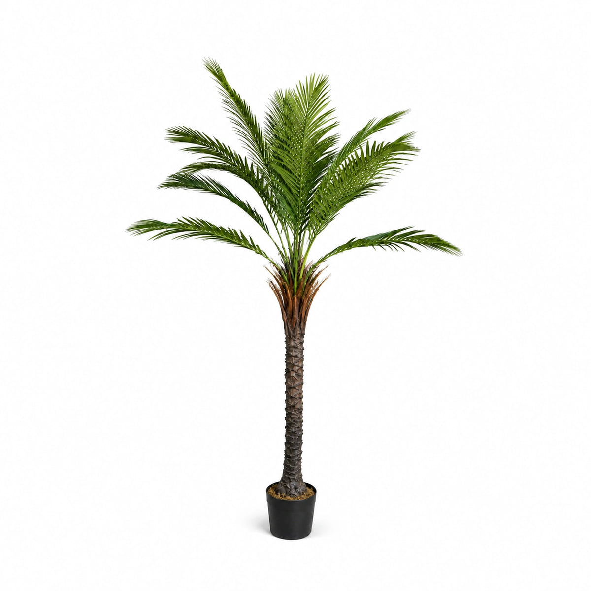 Feather Palm Tree, 150 cm