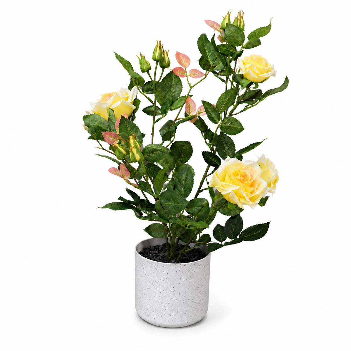 Potted White Rose Plant, 54 cm