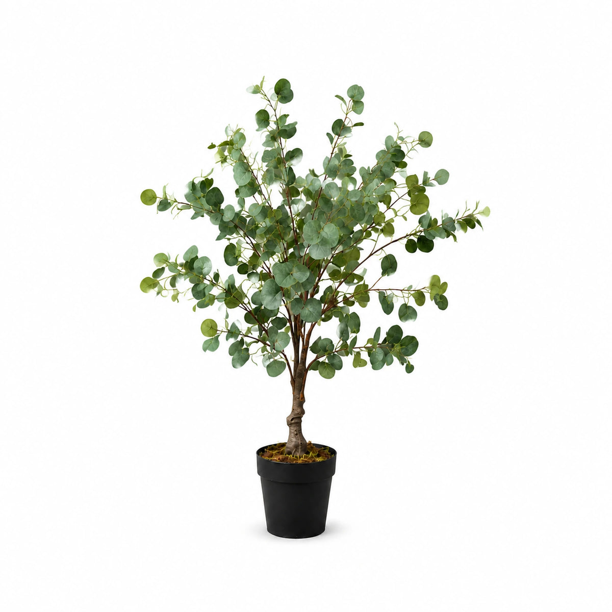 Potted Eucalyptus Shrub, 85 cm
