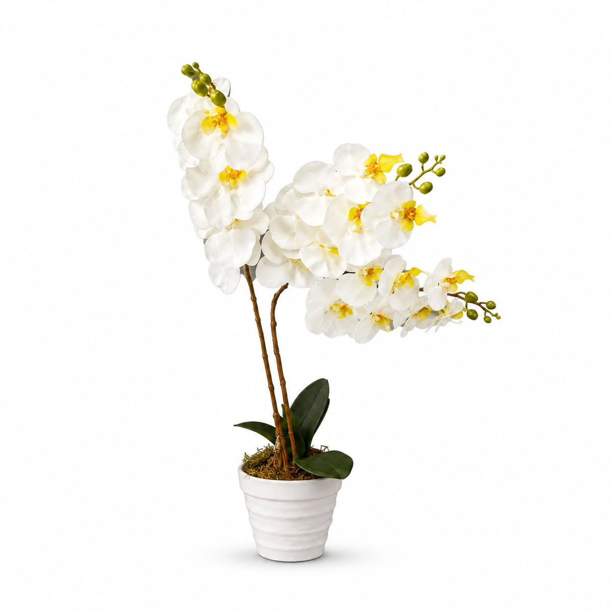 White Orchid Arrangement, 55 cm