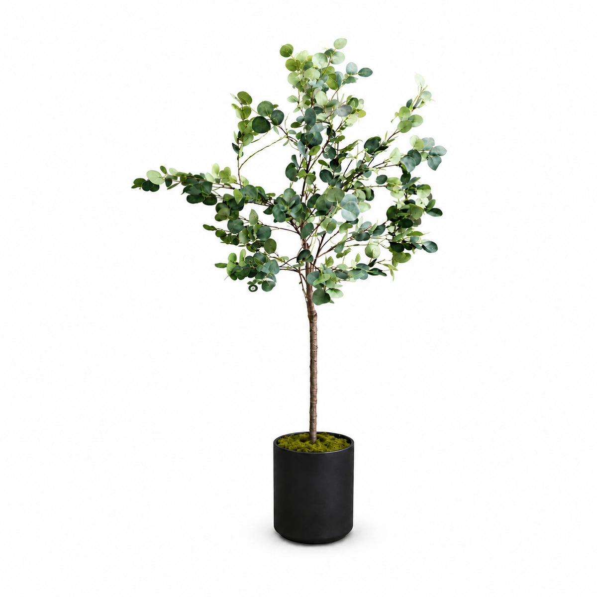 Potted Eucalyptus Tree, 170 cm