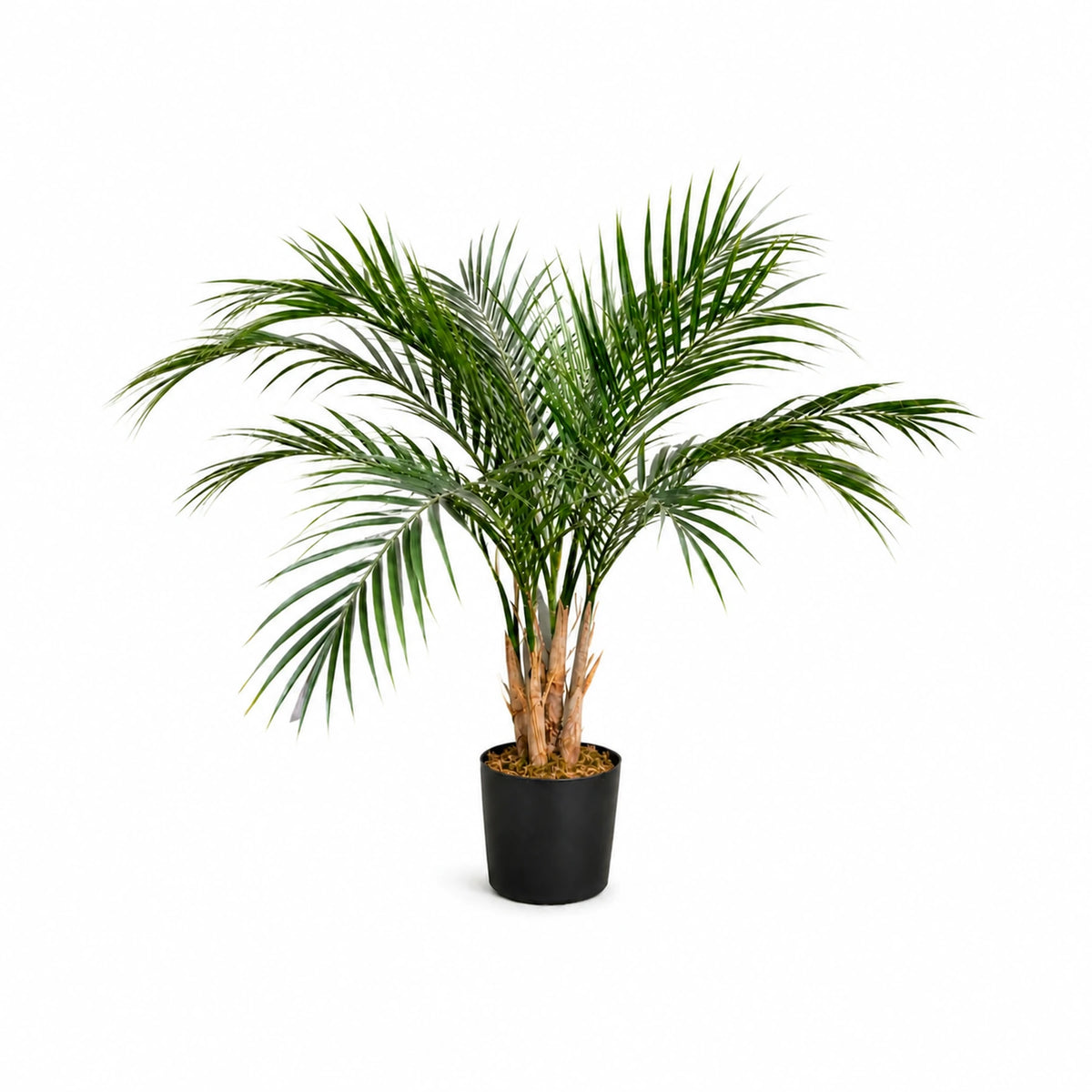 Potted Areca-Style Palm, 90 cm