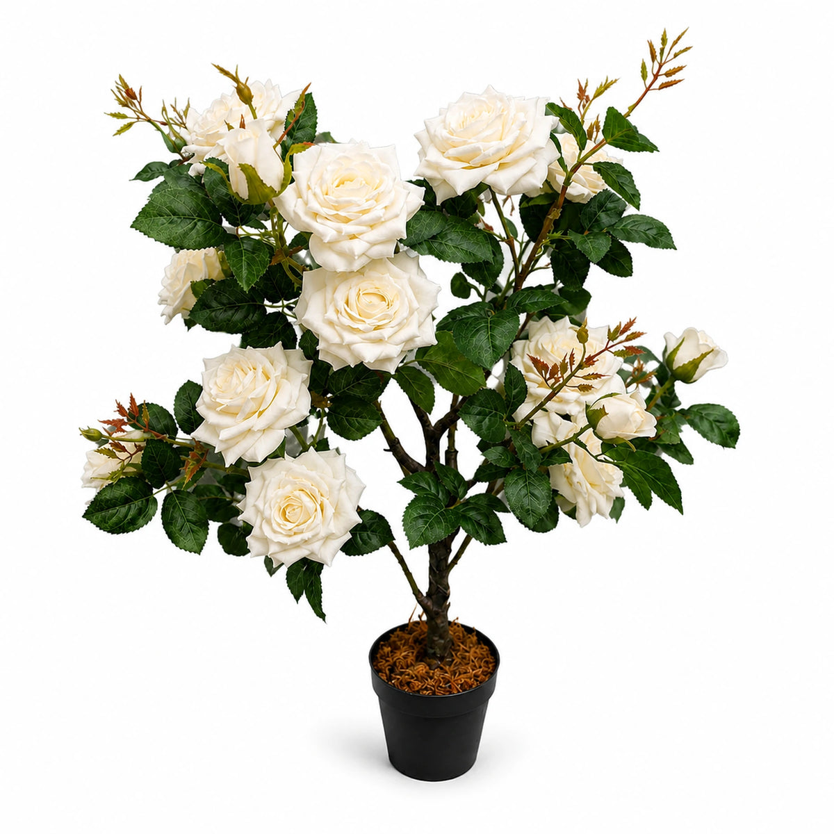 Potted White Rose Plant, 80 cm