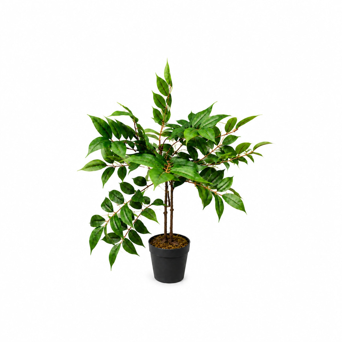 Potted Broadleaf Plant, 65 cm