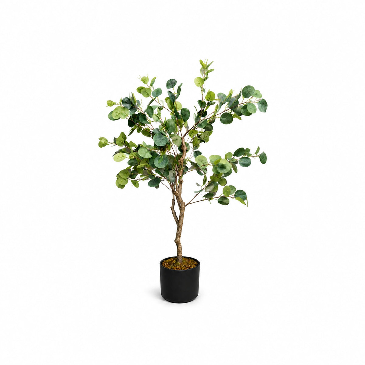 Potted Eucalyptus Tree, 130 cm