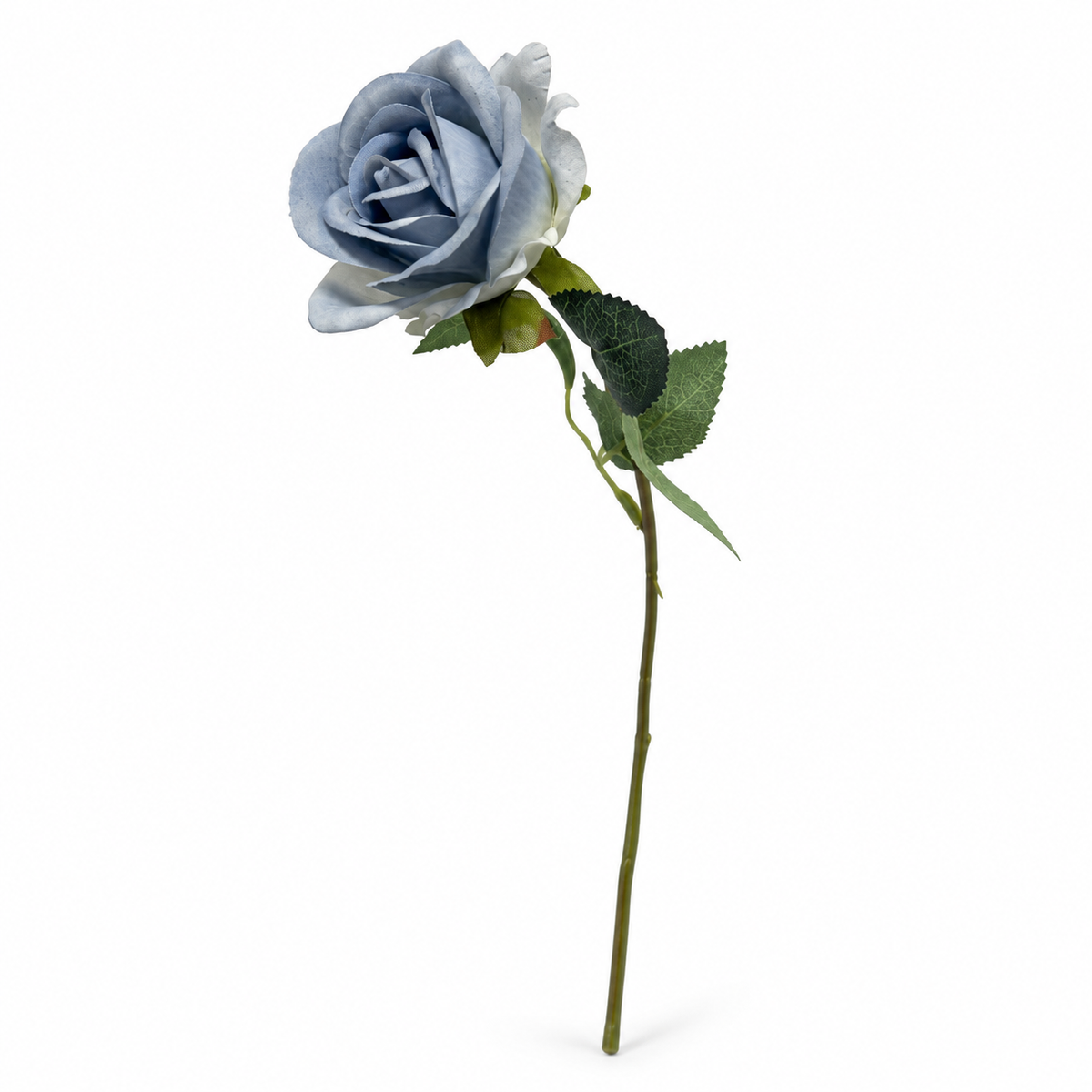Individual Rose Stem — Blue — studio product photo on white
