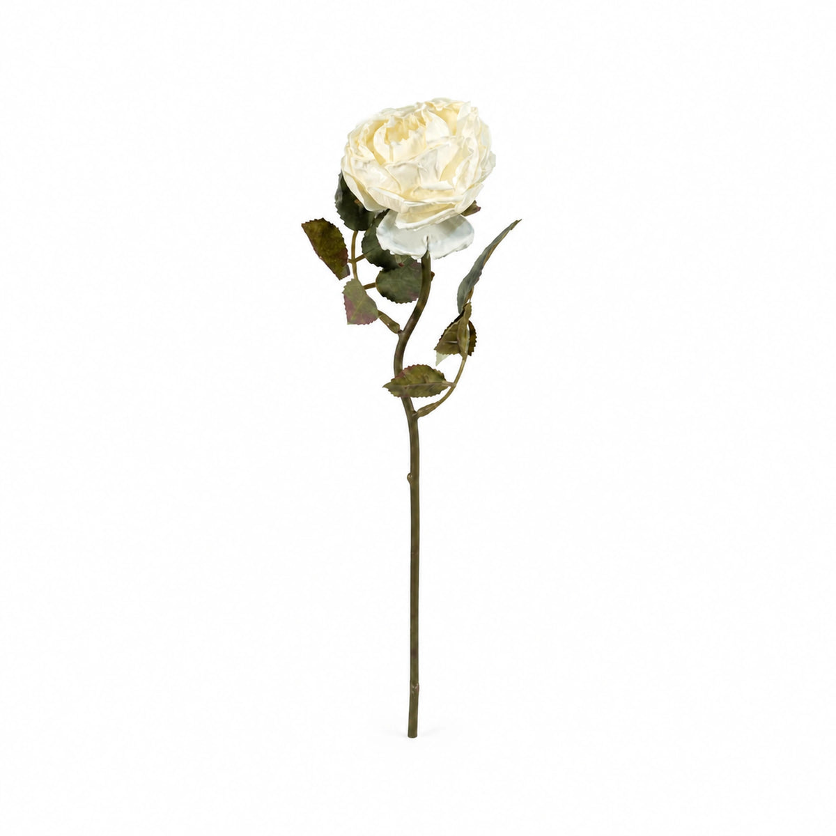 Single Rose Cream Vintage