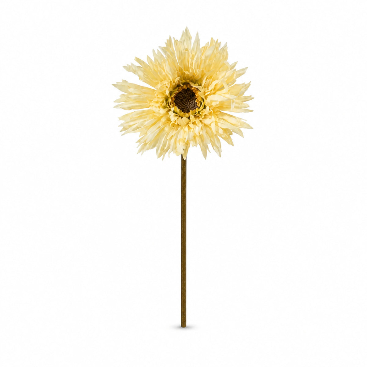 Gerbera Daisy Stem — Yellow studio view