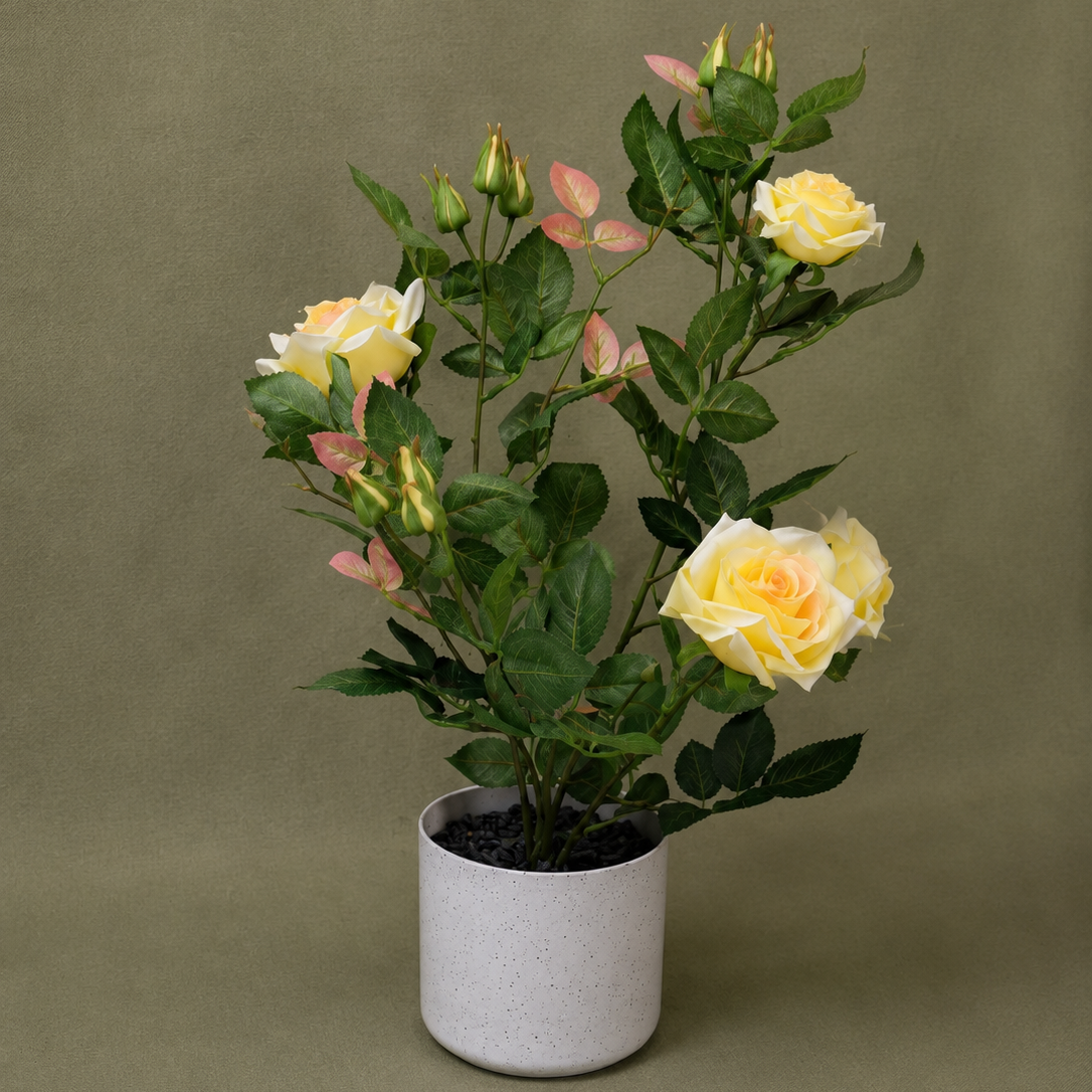 Yellow Rose Tree in Pot