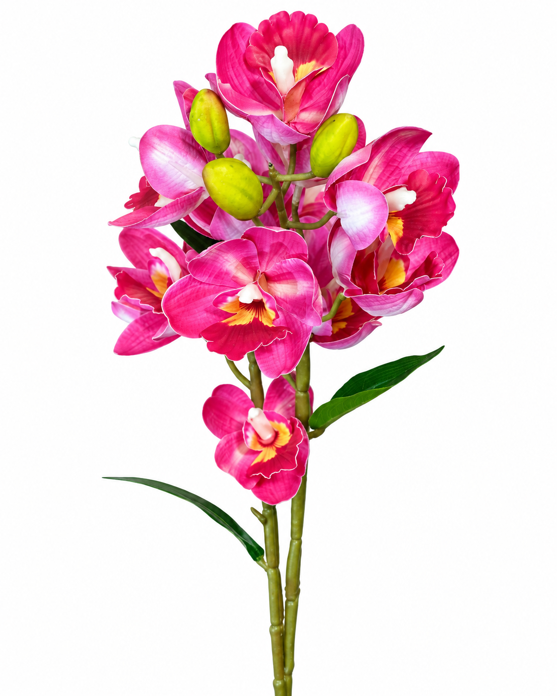 Orchid Flowering Spray