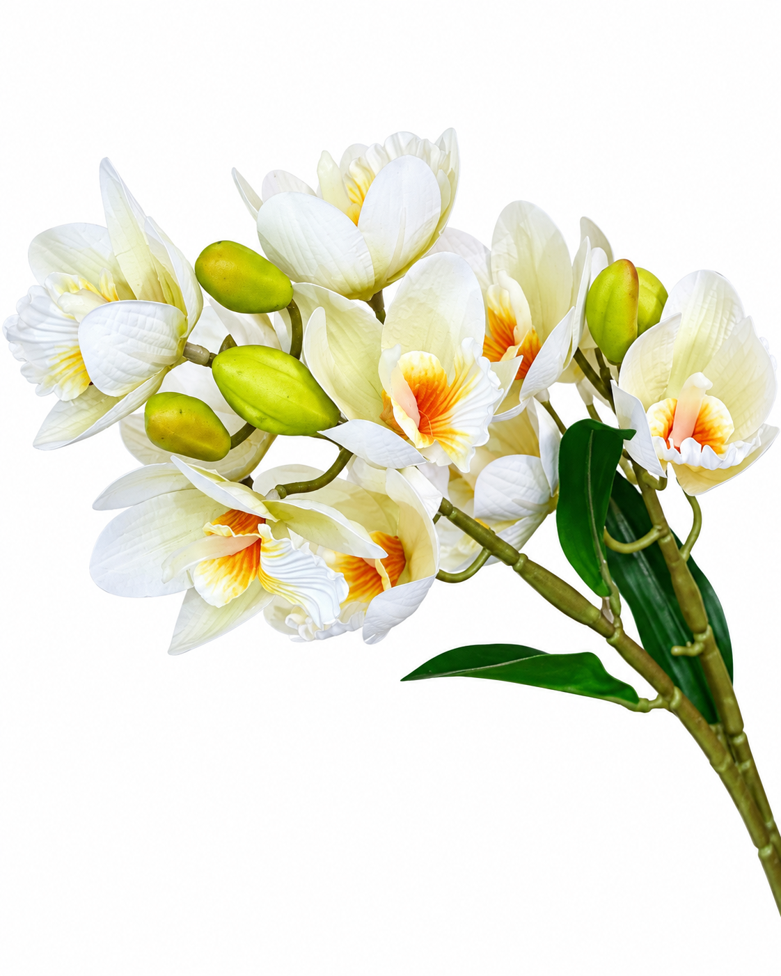 Orchid Flowering Spray
