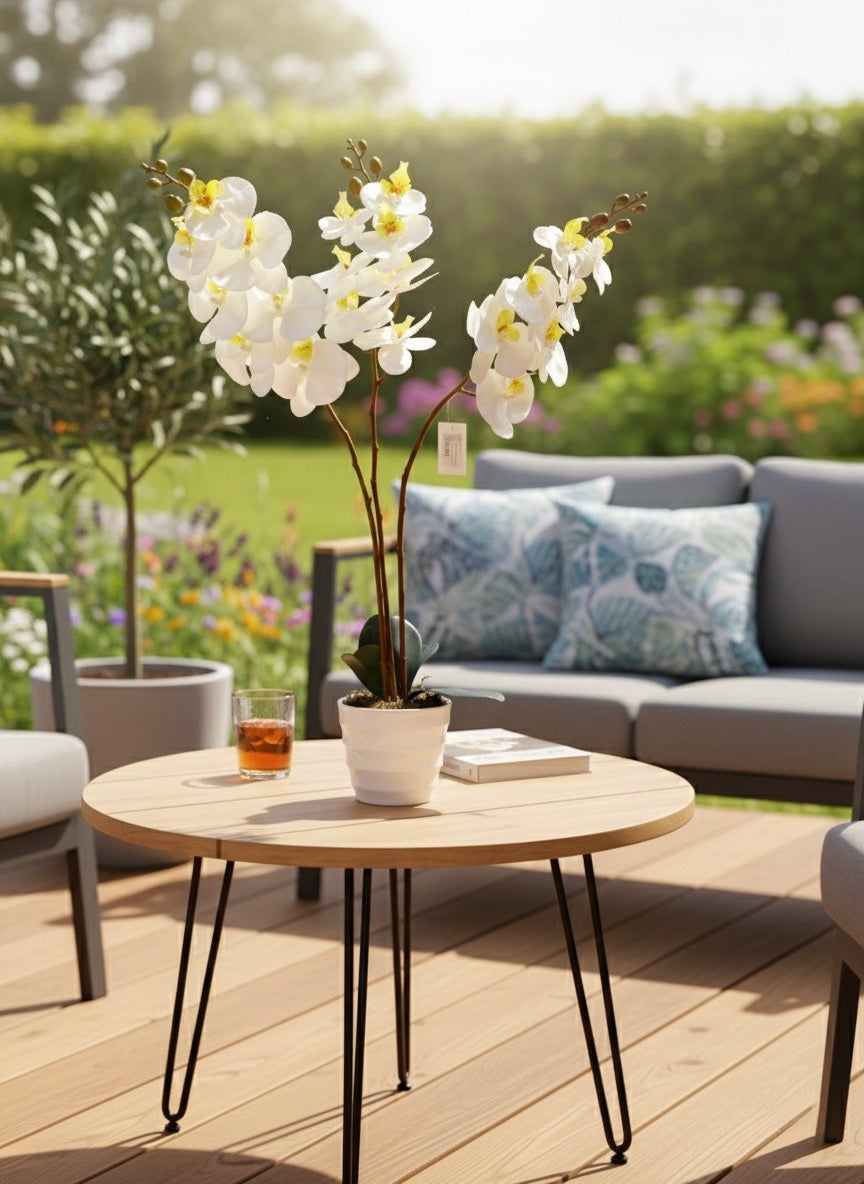 White Phalaenopsis Orchid, Potted