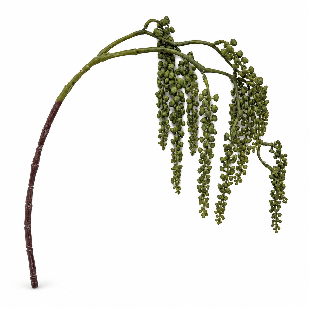 Succulent Amaranthus Branch