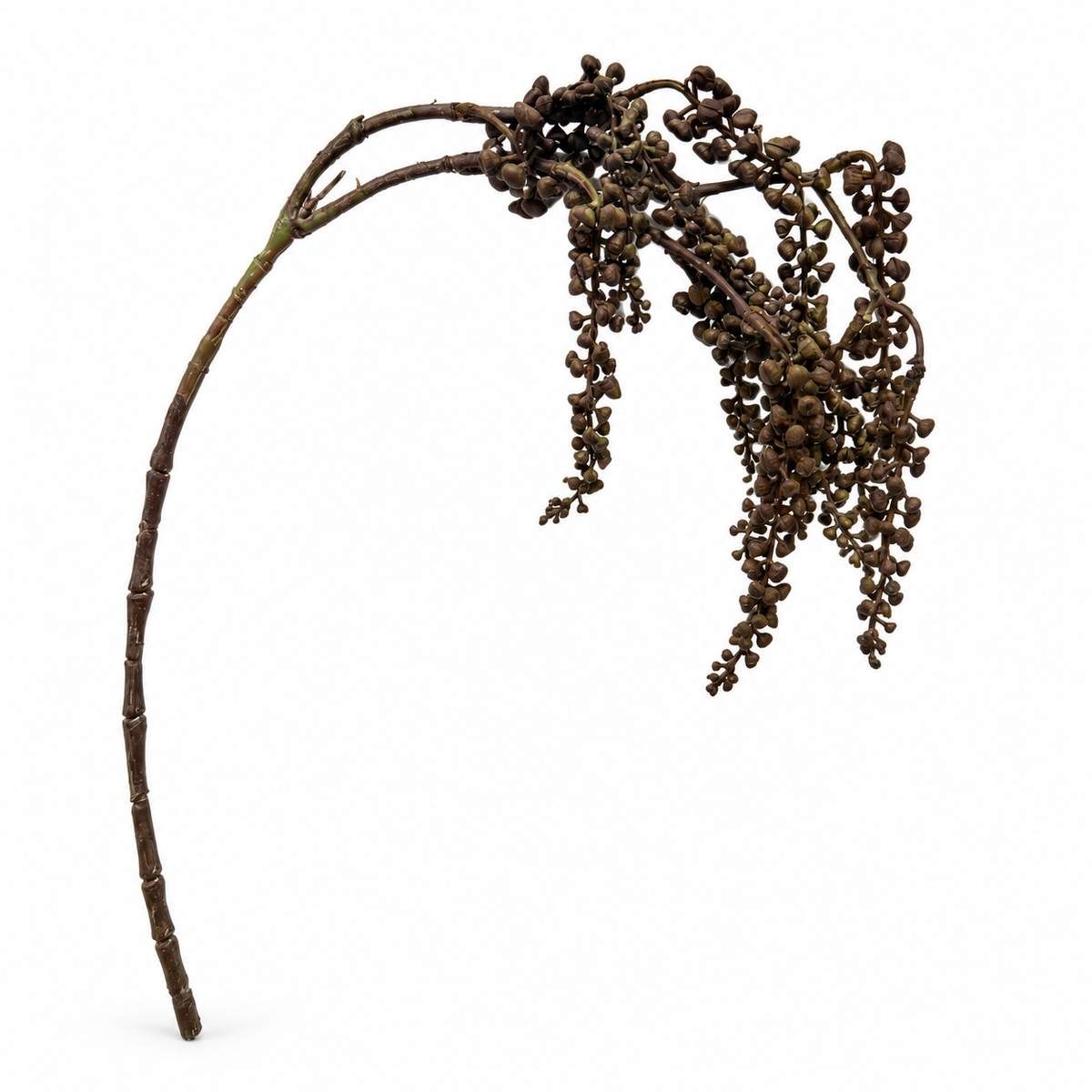 Succulent Amaranthus Branch