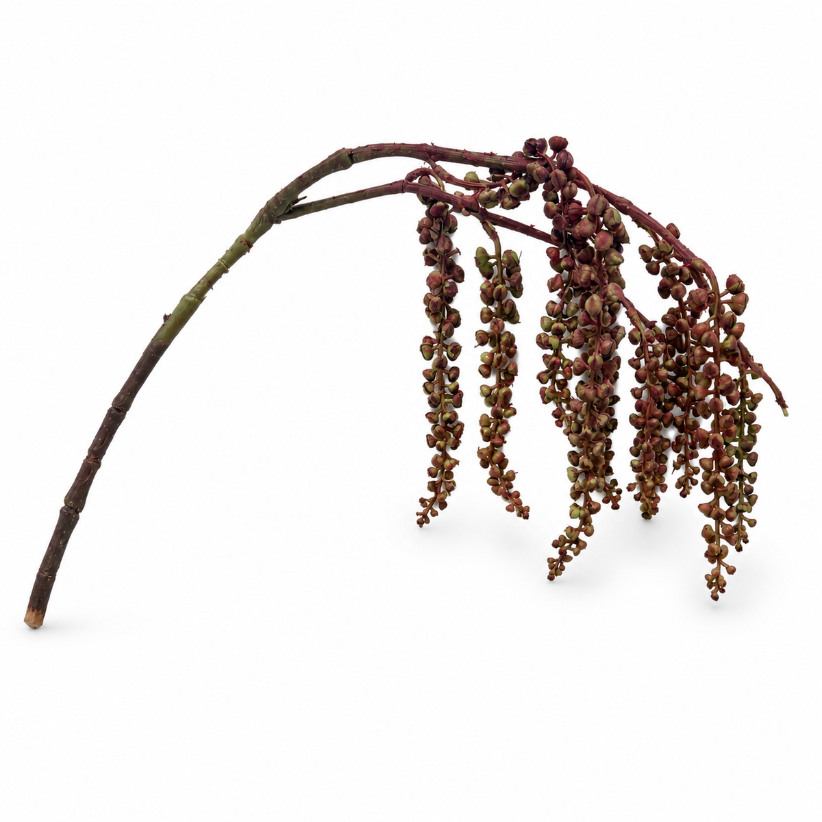 Succulent Amaranthus Branch
