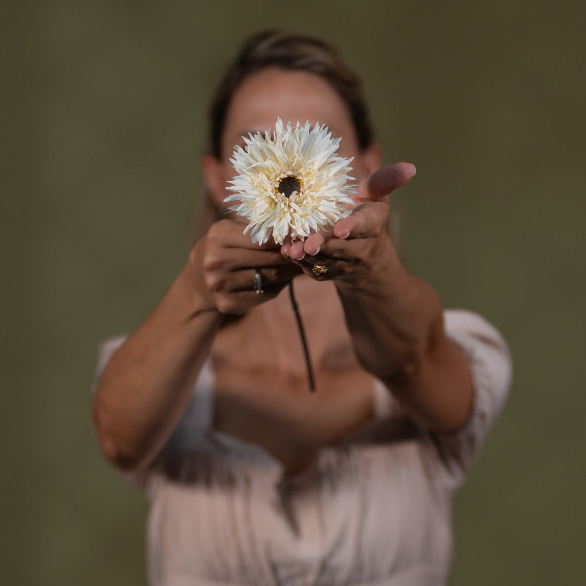 Gerbera Daisy Stem