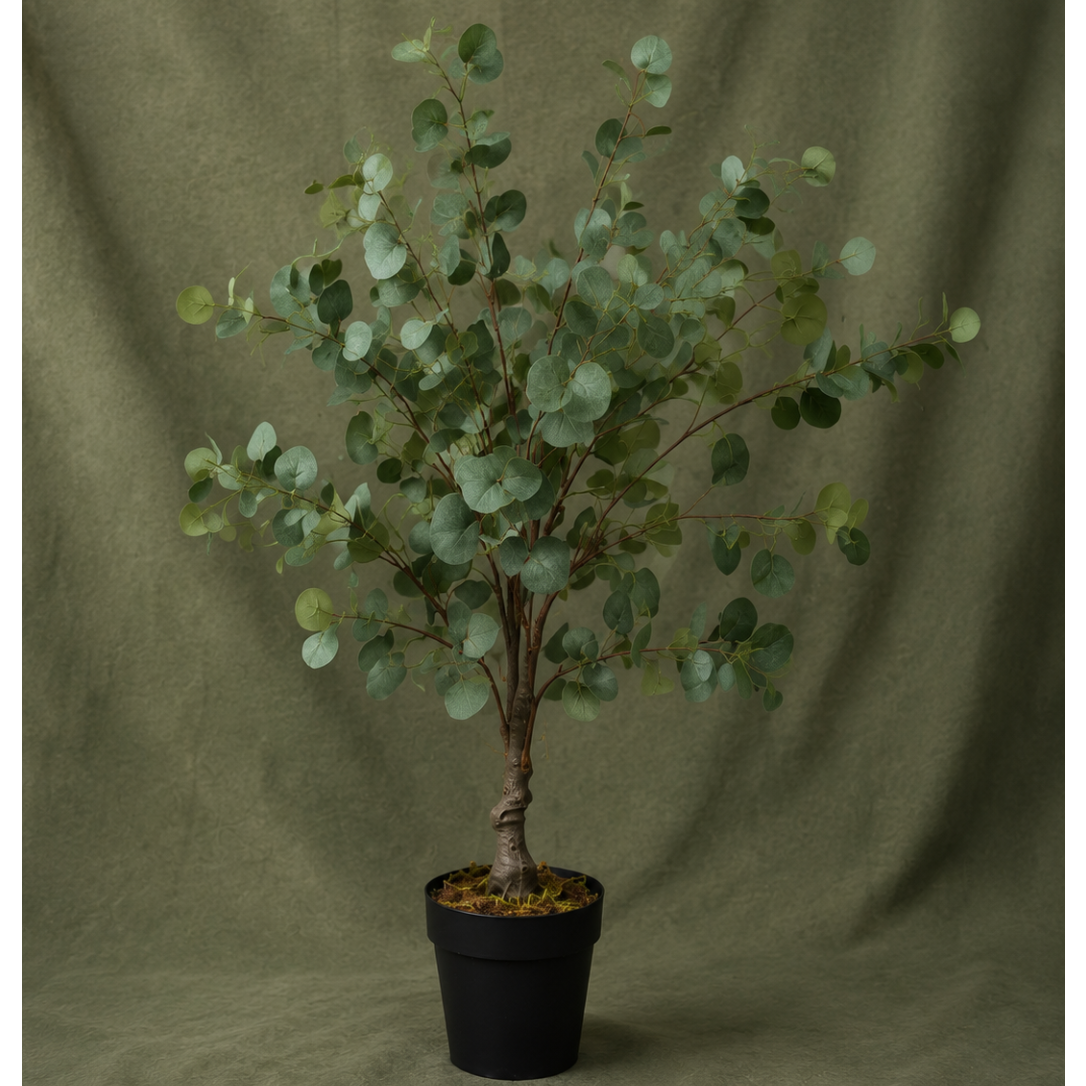 Eucalyptus Plant with Pot