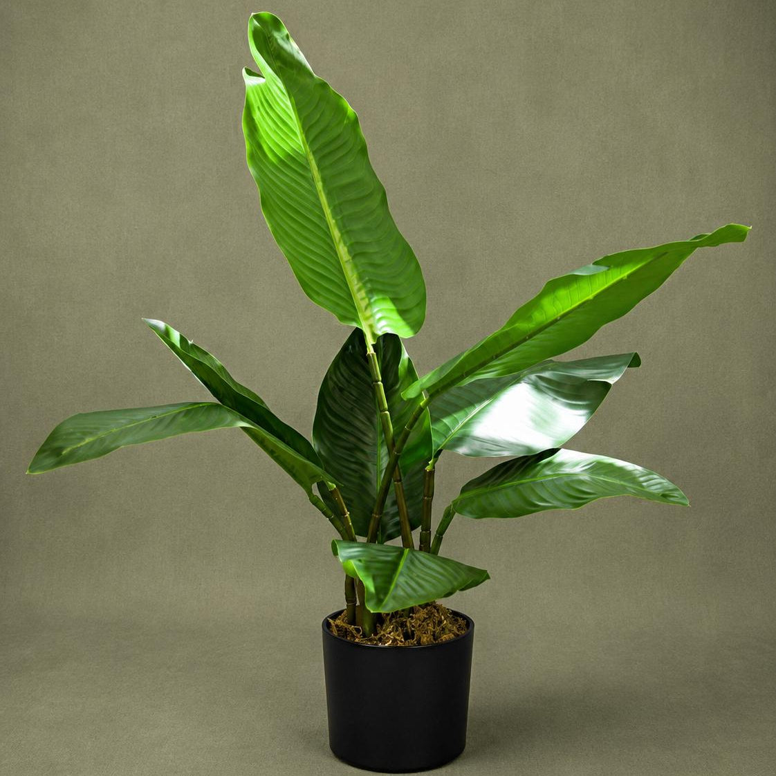 Tropical Green Leaf Tree with Pot