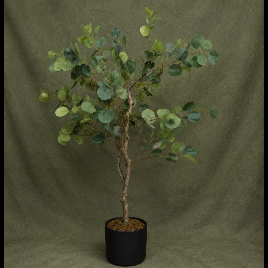 Eucalyptus Tree, 51 in