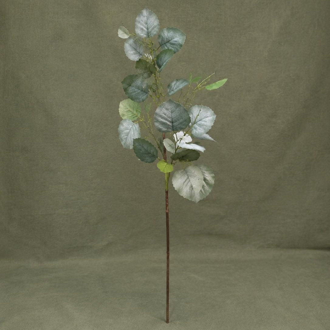Silver Dollar Eucalyptus Branch