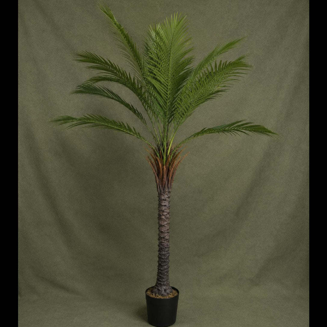 Tropical Palm Tree with Pot