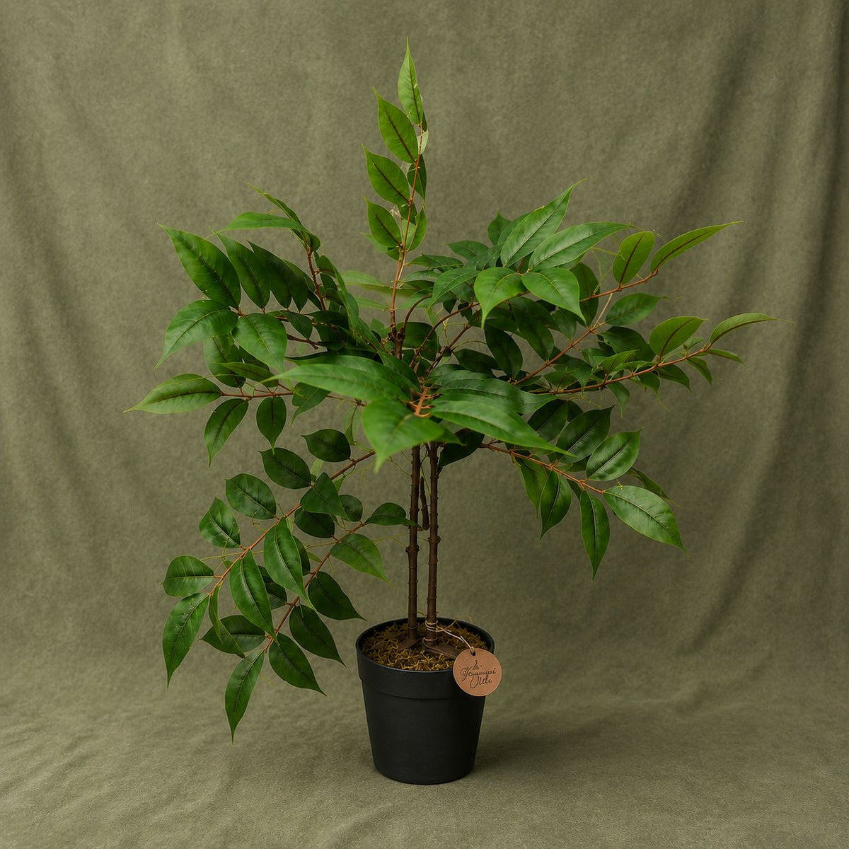 Potted Architectural Plant