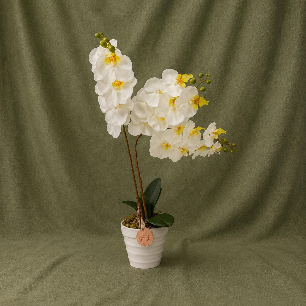 White Phalaenopsis Orchid, Potted