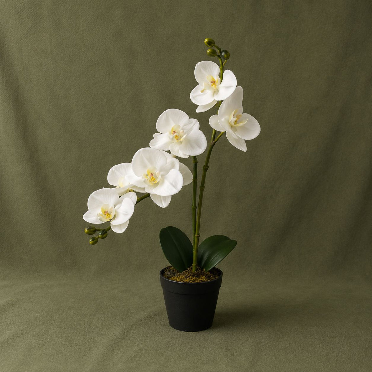 White Orchid Plant, Potted
