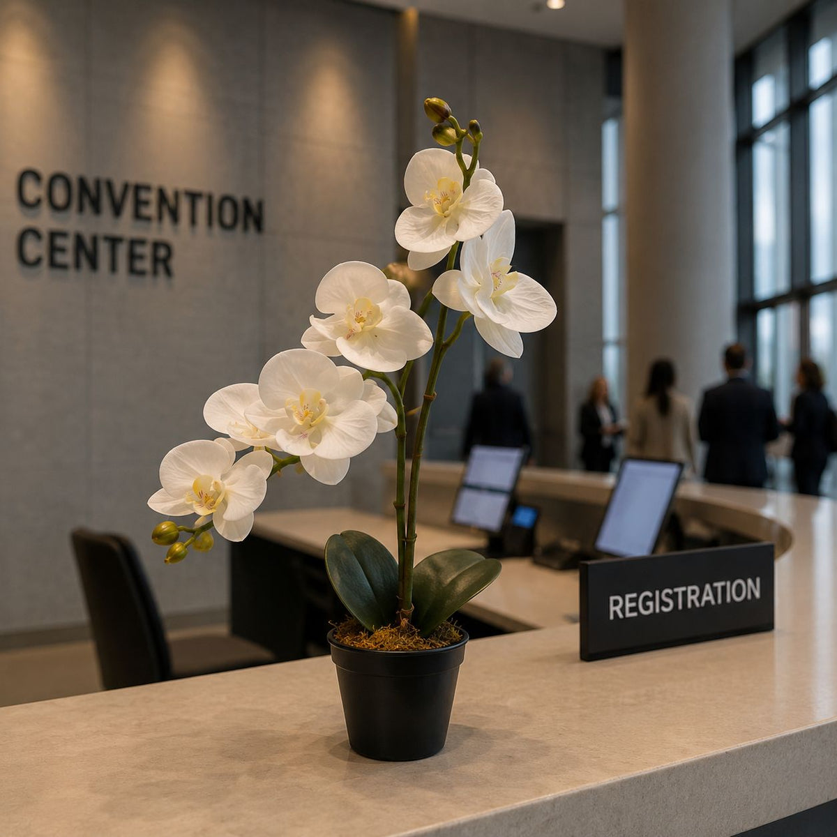 White Orchid Plant, Potted