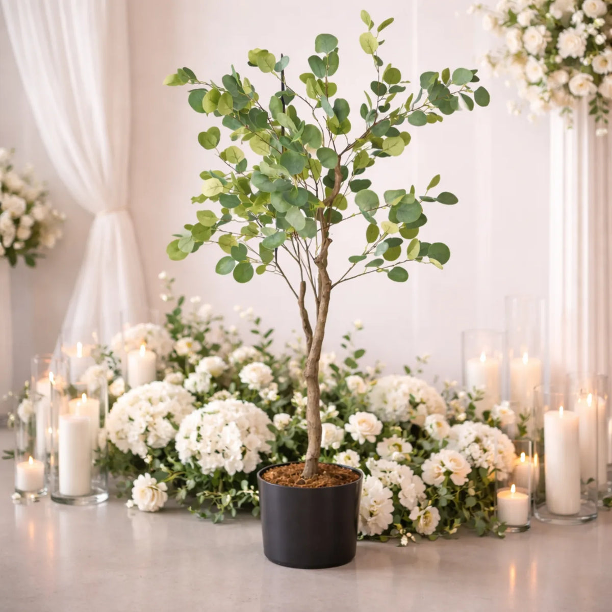 Eucalyptus Tree, 51 in