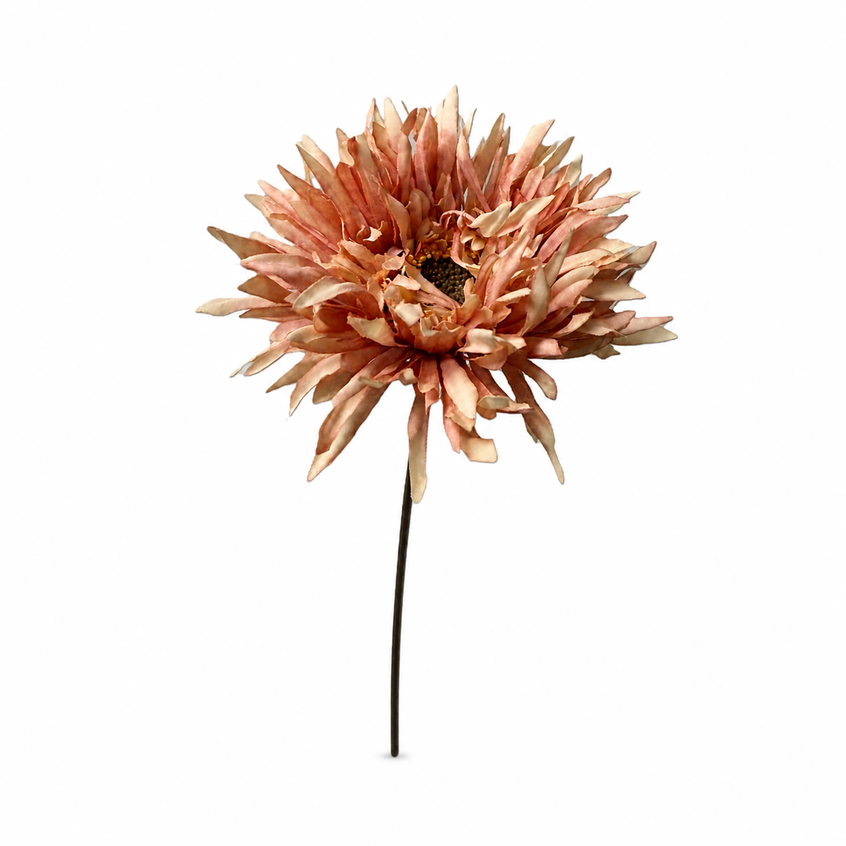 Gerbera Daisy Stem — Pink studio view