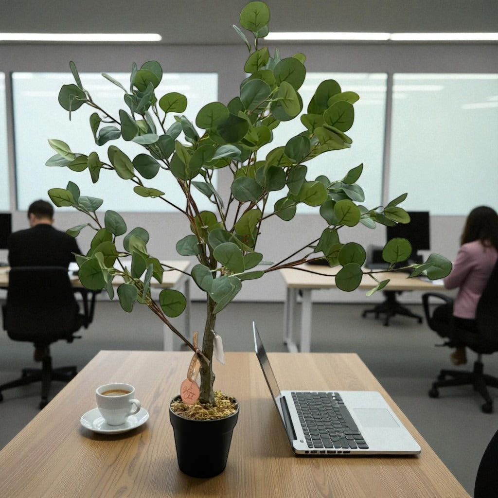 Eucalyptus Plant with Pot