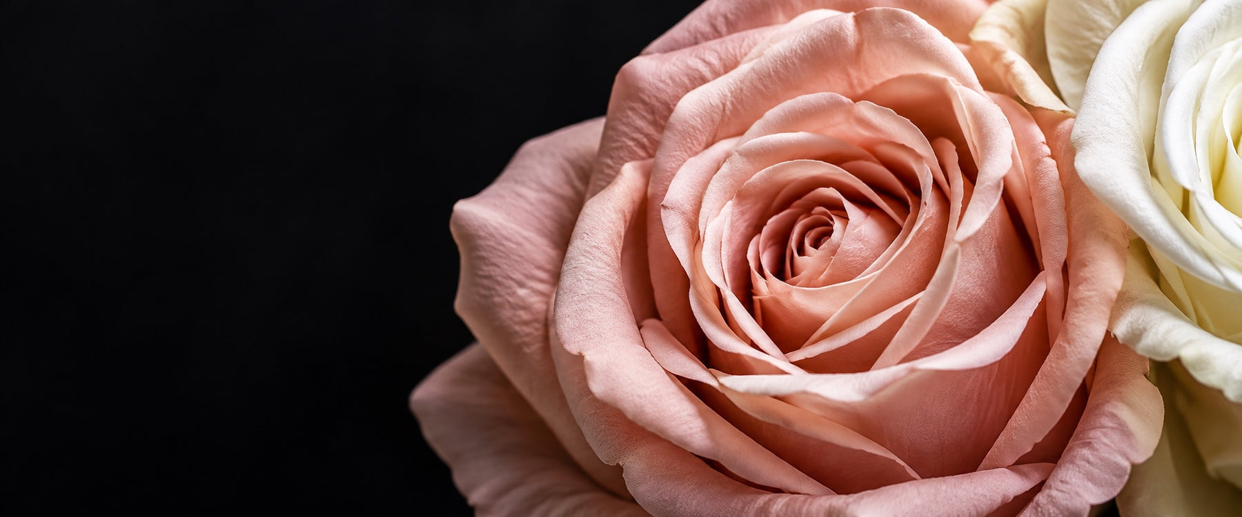 Close detail of blush and cream artificial rose petals